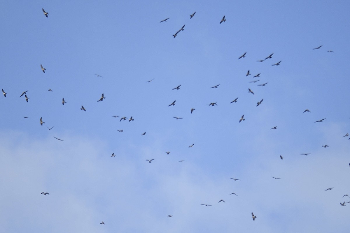 Mississippi Kite - ML642277344