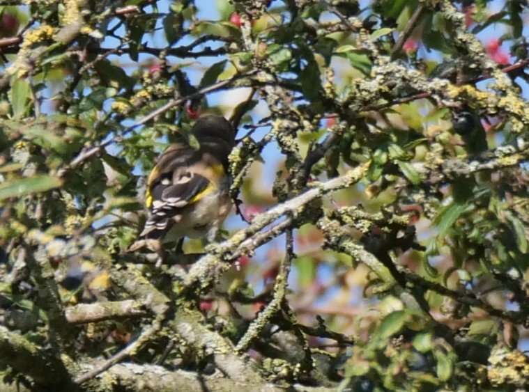 European Goldfinch - ML642277351