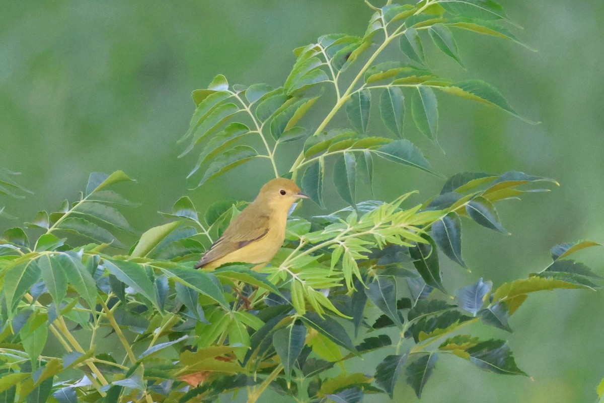 Paruline jaune - ML642277374