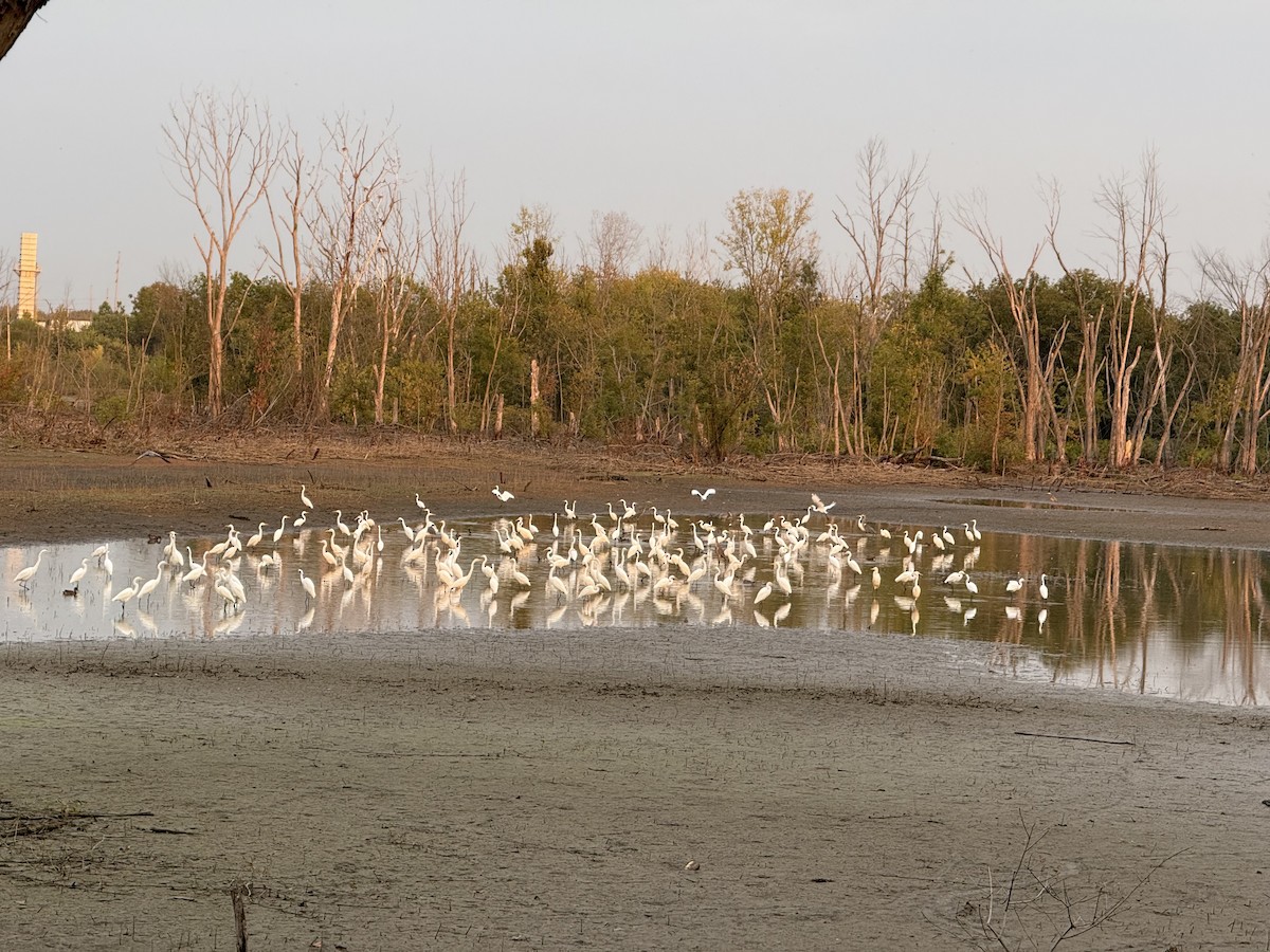 Great Egret - ML642277375