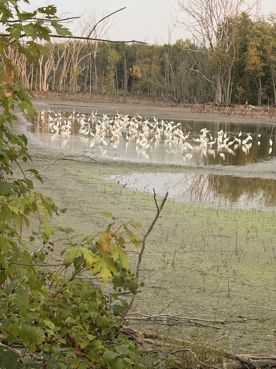 Great Egret - ML642277376