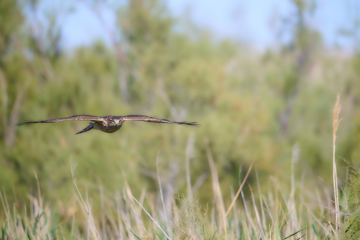 Eurasian Sparrowhawk - ML642277400