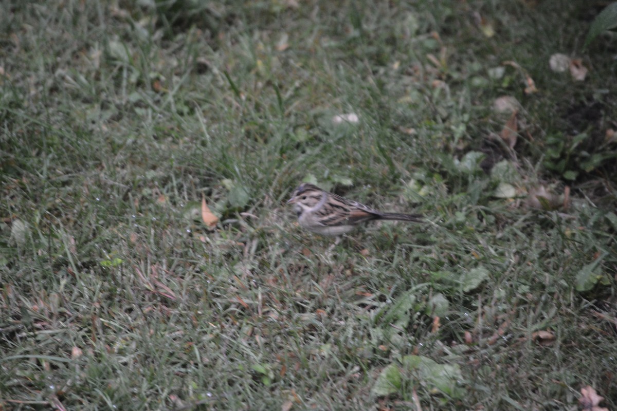 Clay-colored Sparrow - ML642277462
