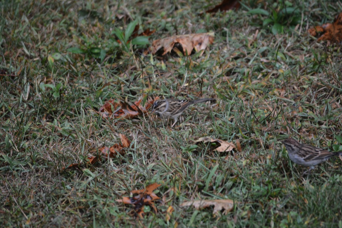 Clay-colored Sparrow - ML642277463