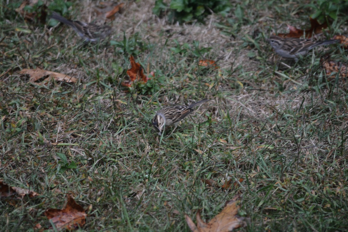 Clay-colored Sparrow - ML642277464