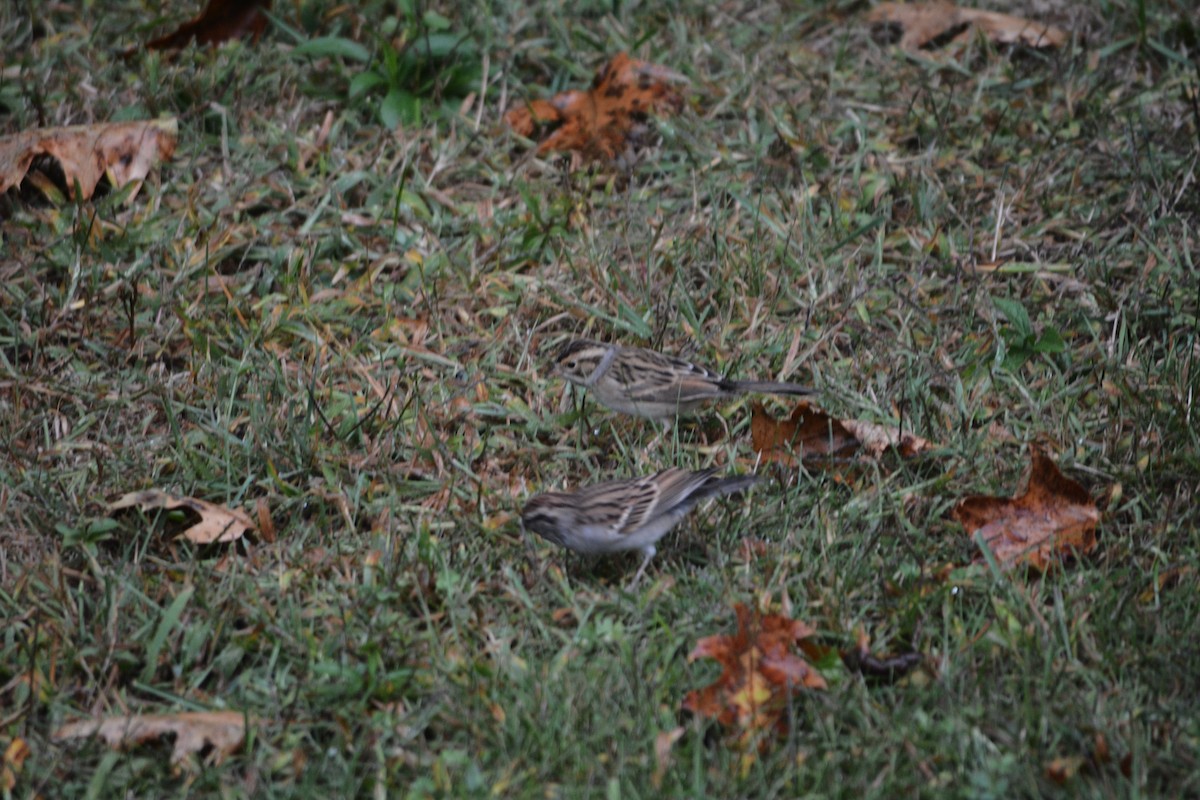 Clay-colored Sparrow - ML642277465