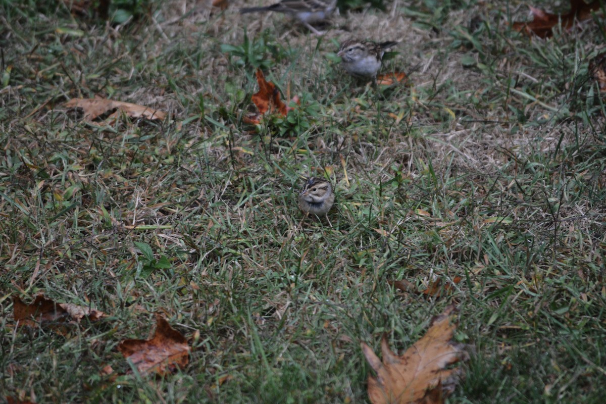 Clay-colored Sparrow - ML642277466