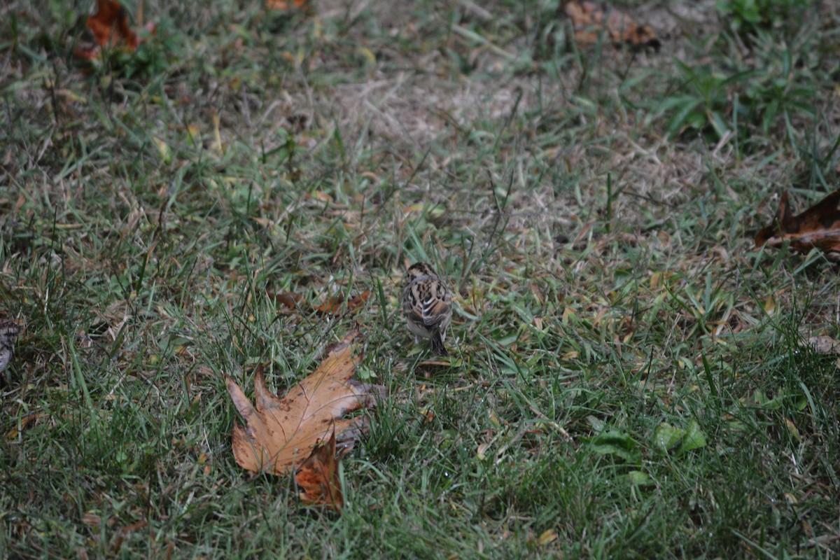 Clay-colored Sparrow - ML642277468