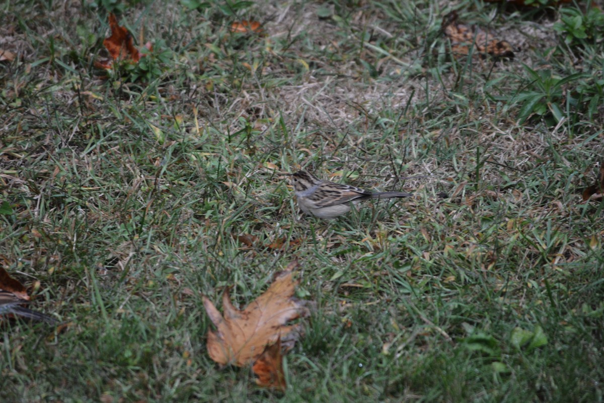 Clay-colored Sparrow - ML642277469