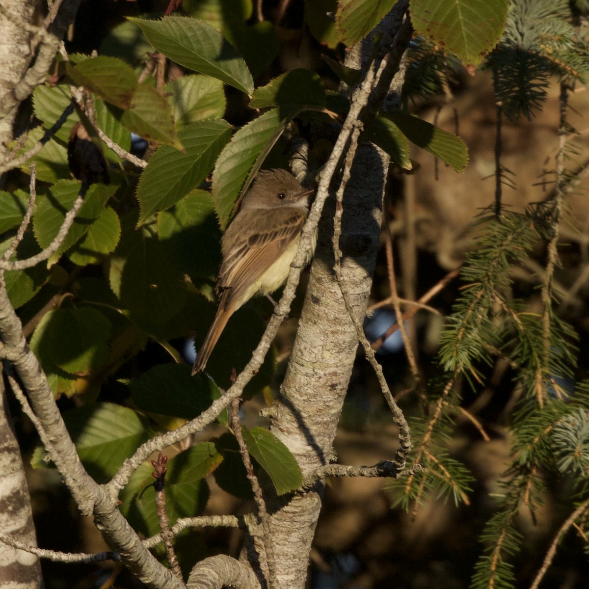 Dusky-capped Flycatcher - ML642277471