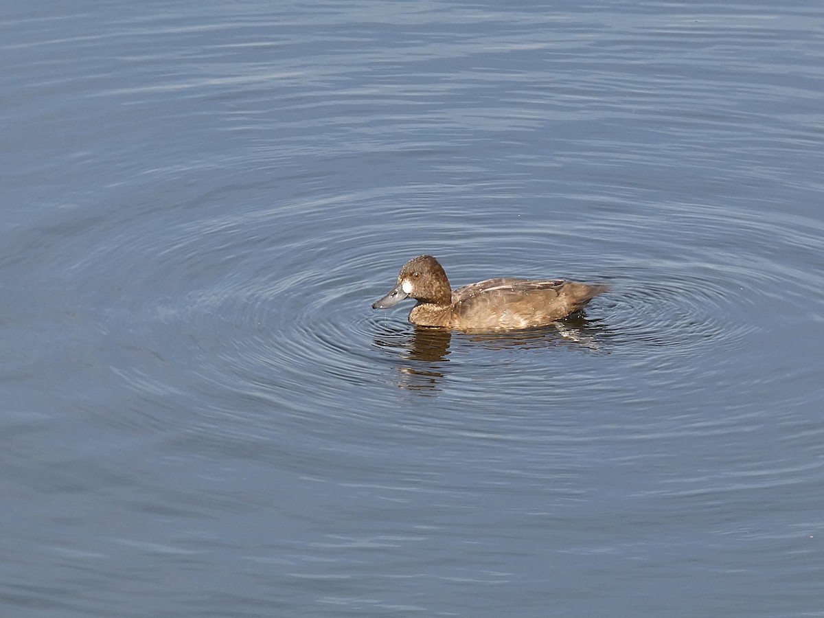 コスズガモ - ML642277496