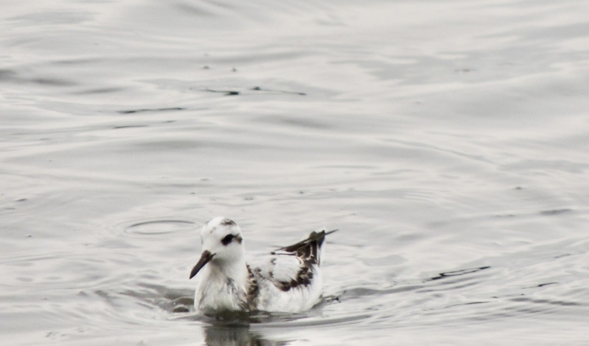 Red Phalarope - ML642277500