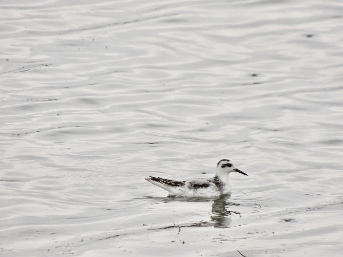 Red Phalarope - ML642277501