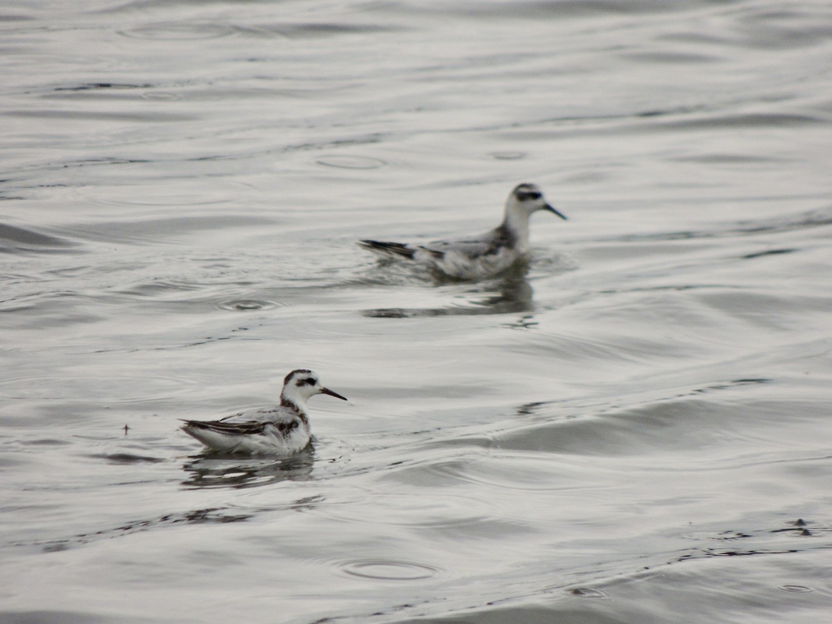 Red Phalarope - ML642277502