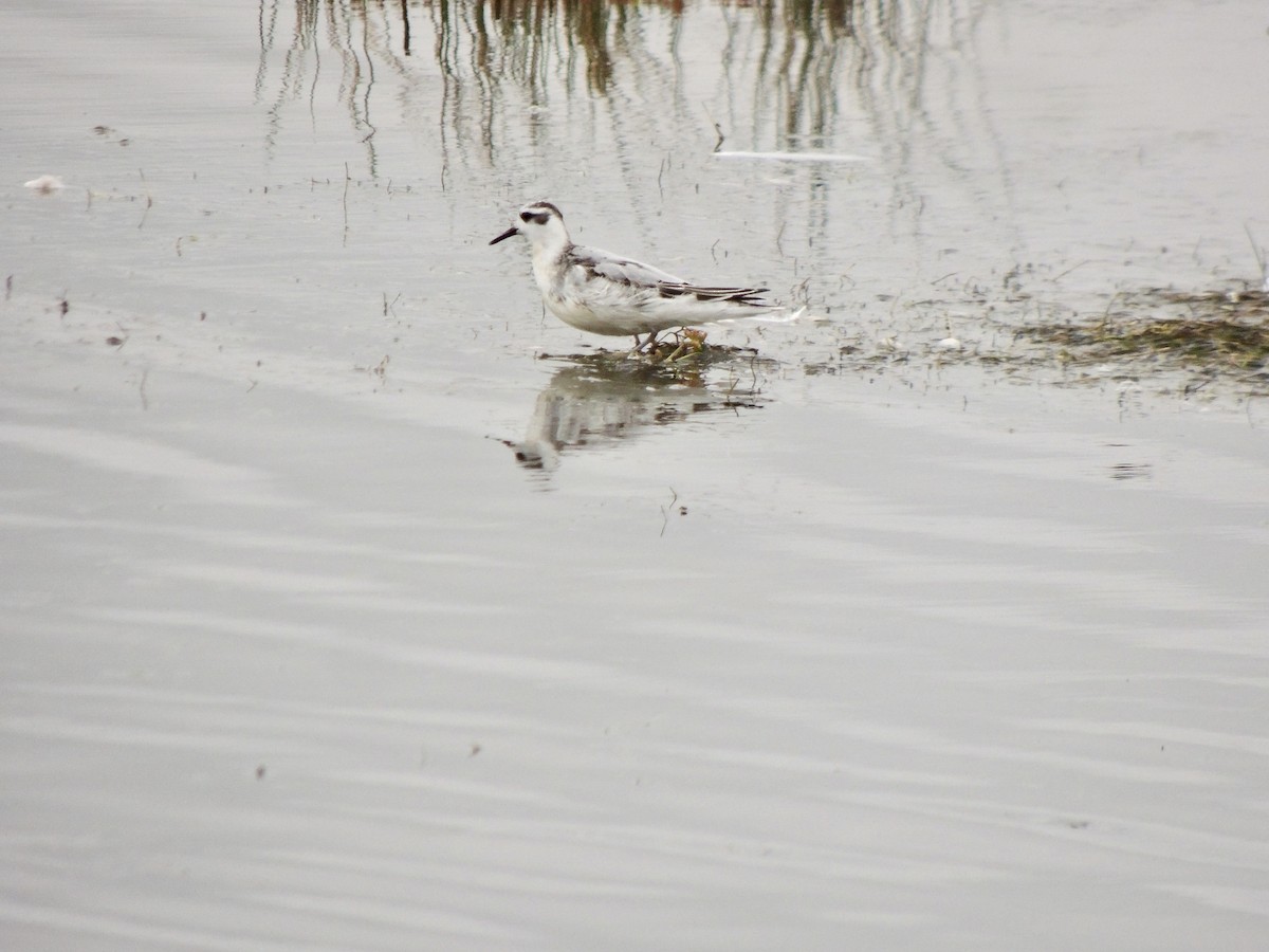 Red Phalarope - ML642277503