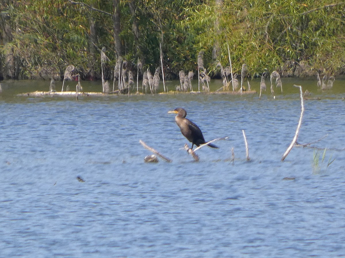 ミミヒメウ - ML642277508