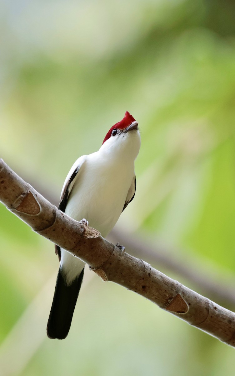 Araripe Manakin - ML642277522