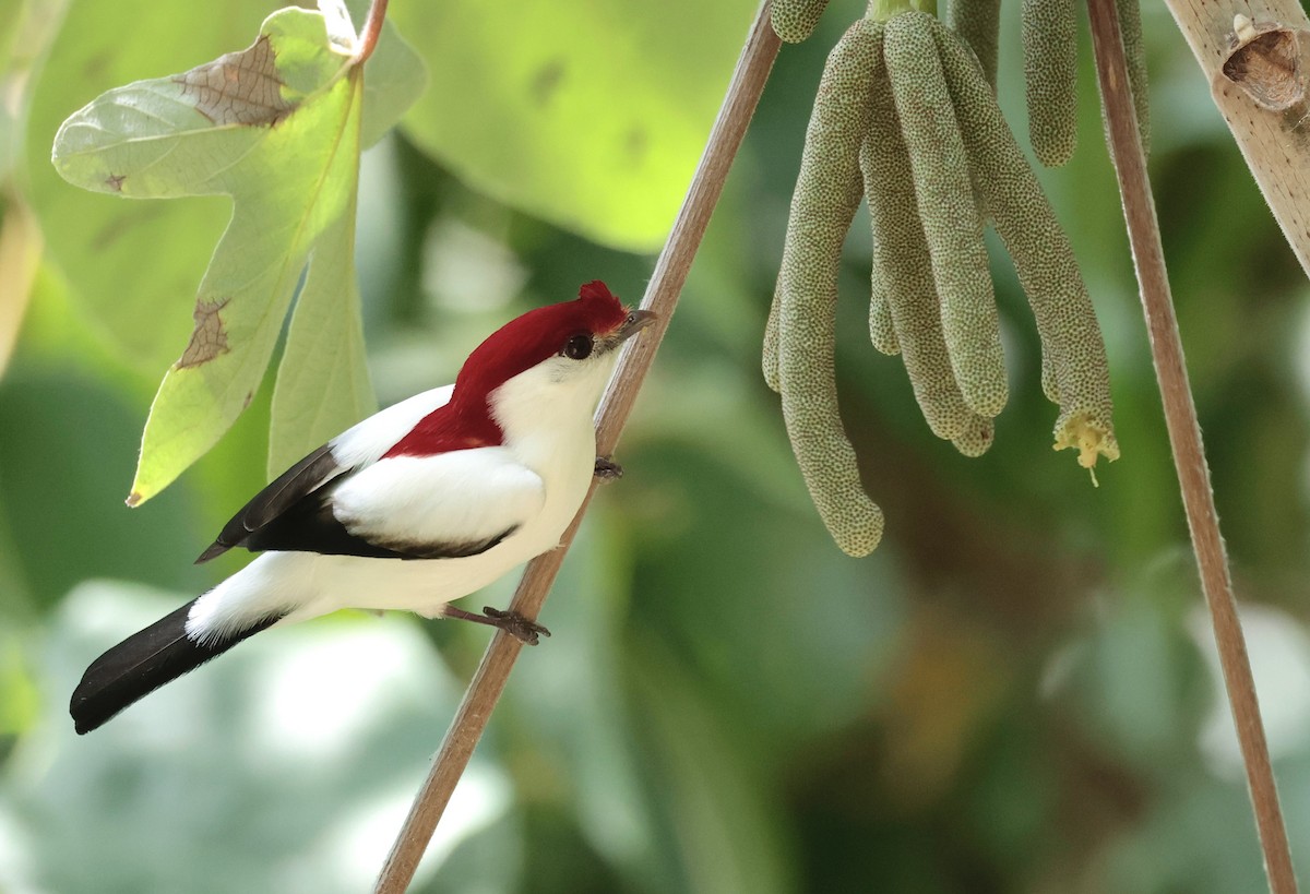 Araripe Manakin - ML642277523