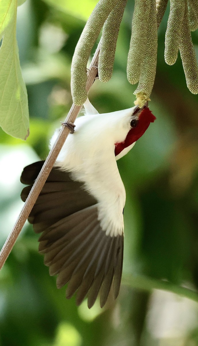 Araripe Manakin - ML642277524