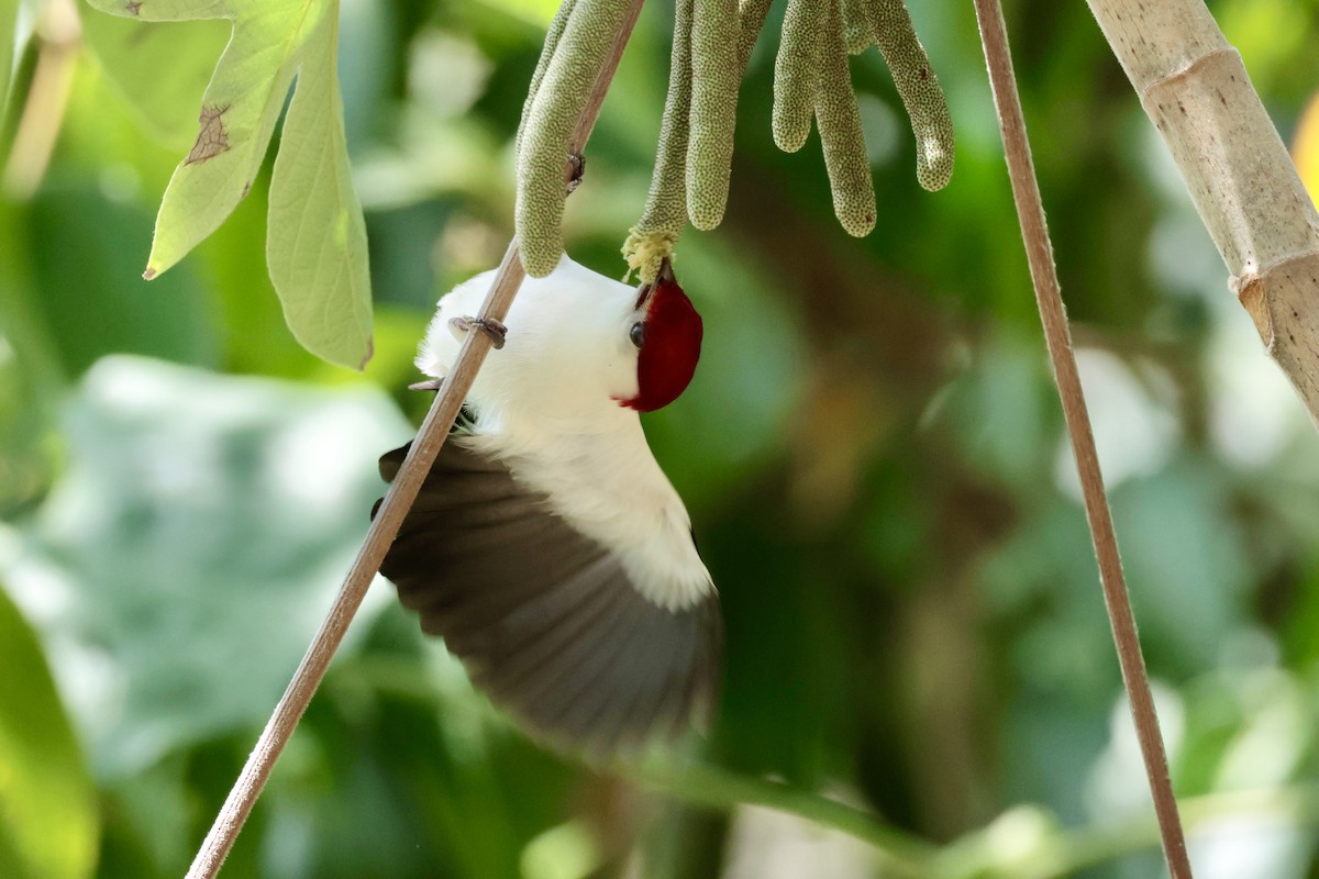 Araripe Manakin - ML642277525