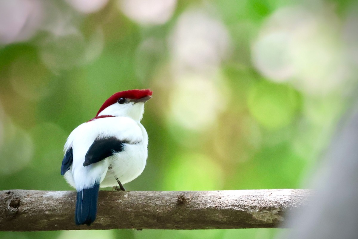 Araripe Manakin - ML642277526