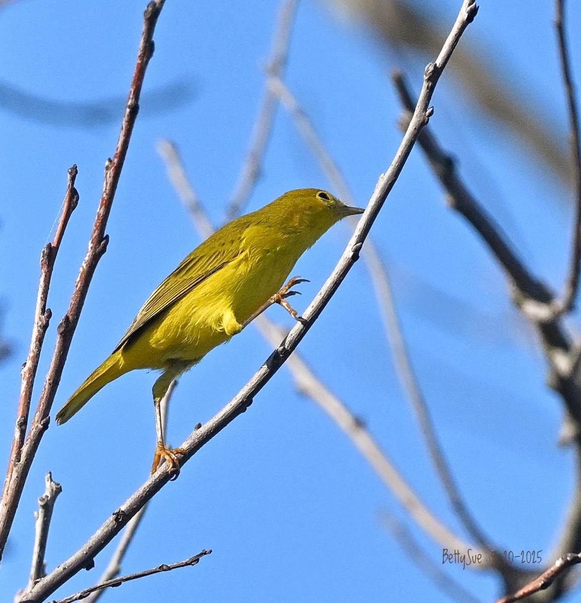 lesňáček zlatotemenný - ML642277536