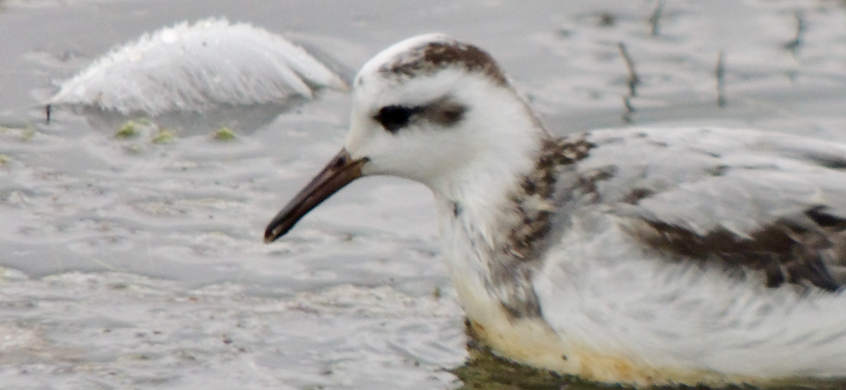 Red Phalarope - ML642277537
