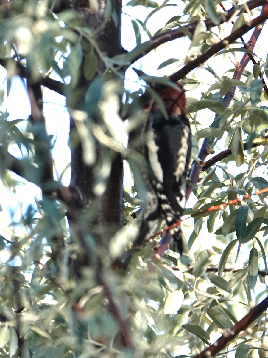Red-breasted Sapsucker - ML642277539