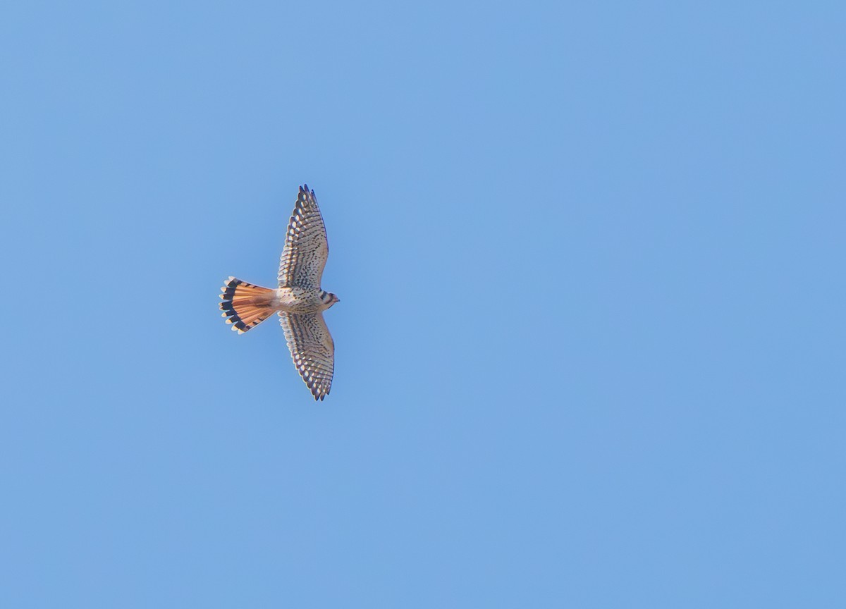 American Kestrel - ML642277548