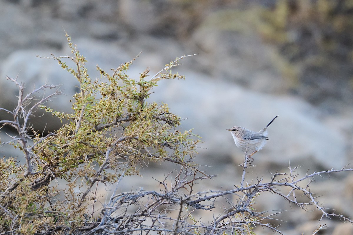 Scrub Warbler - ML642277549
