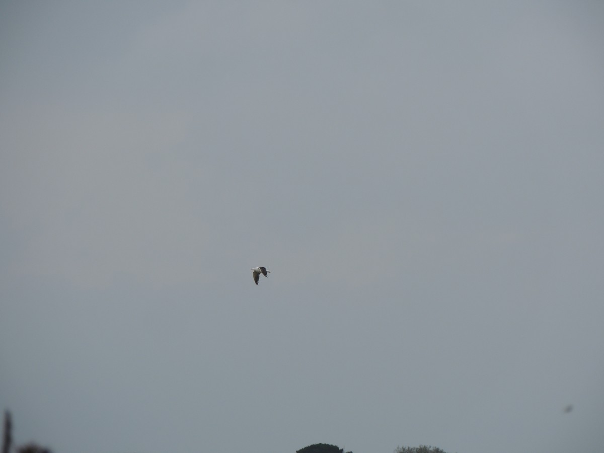 Great Black-backed Gull - ML642277563