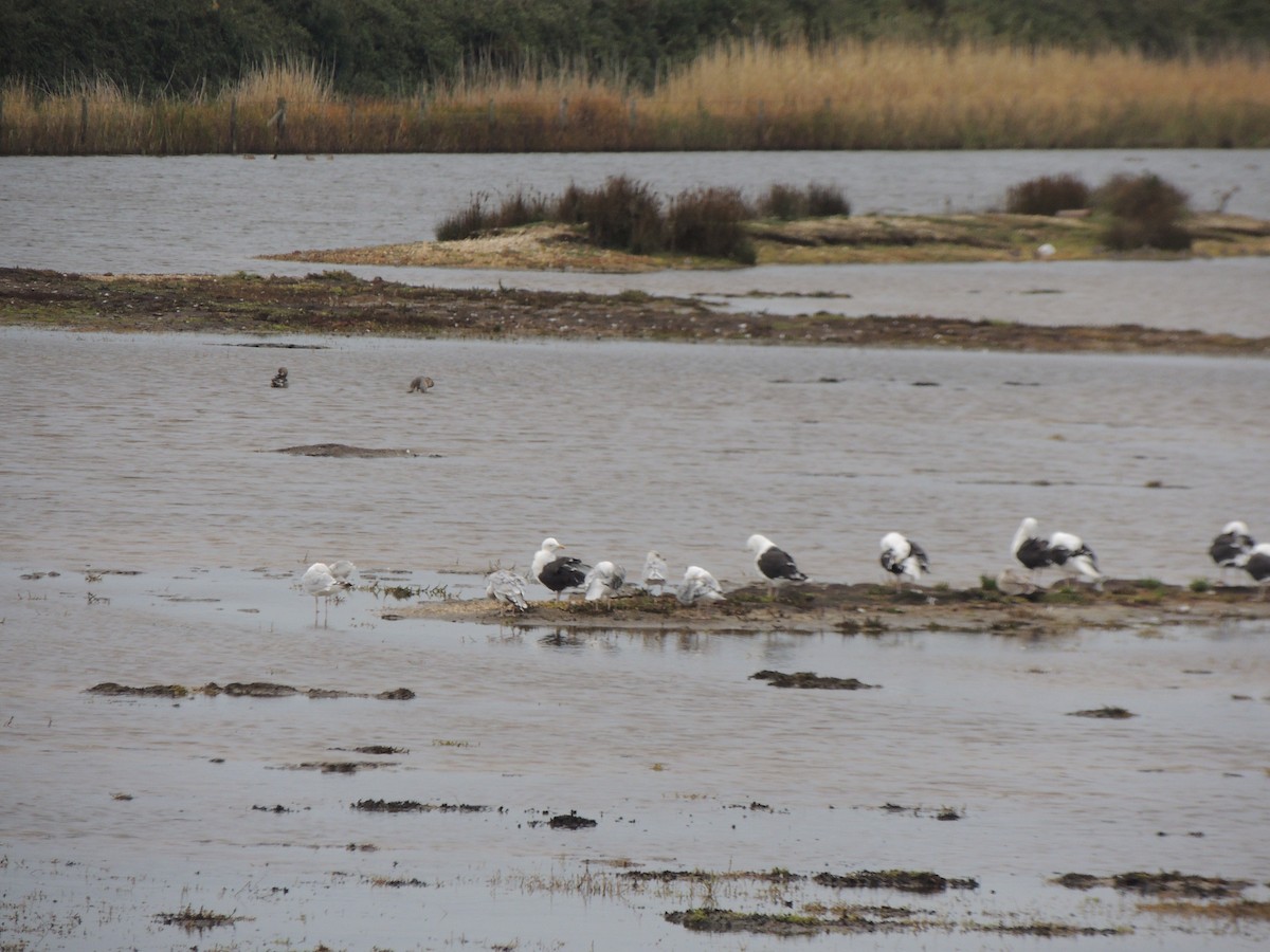 Great Black-backed Gull - ML642277564