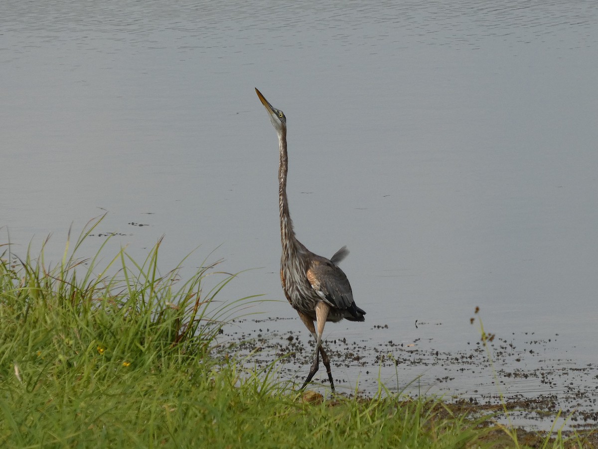 Great Blue Heron (Great Blue) - ML642277570