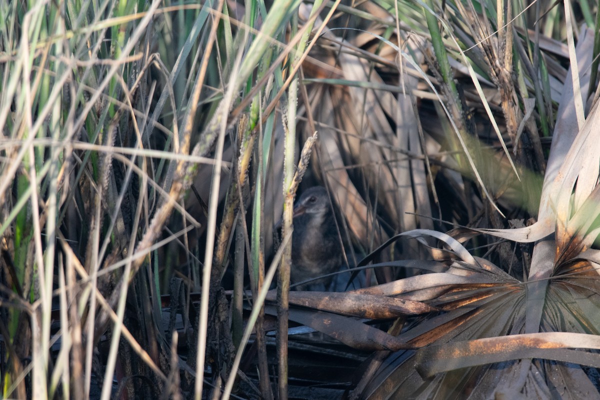 Clapper Rail (Gulf Coast) - ML642277619