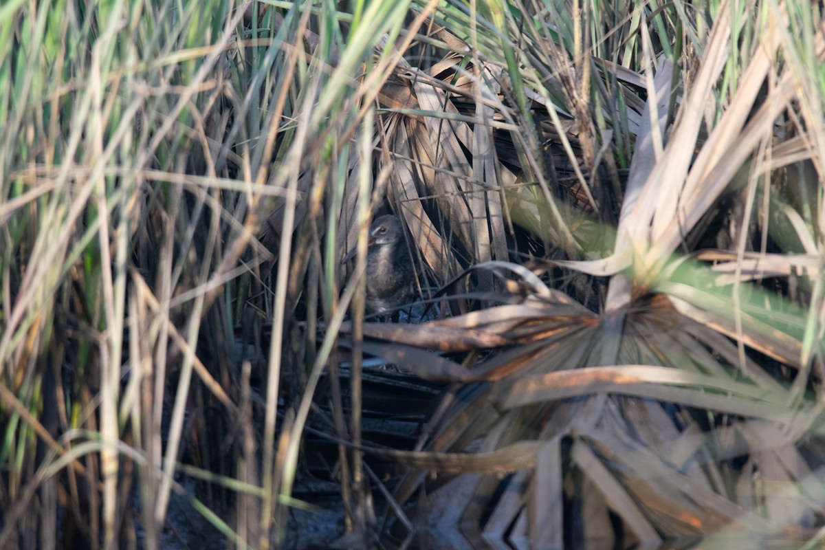 Clapper Rail (Gulf Coast) - ML642277620