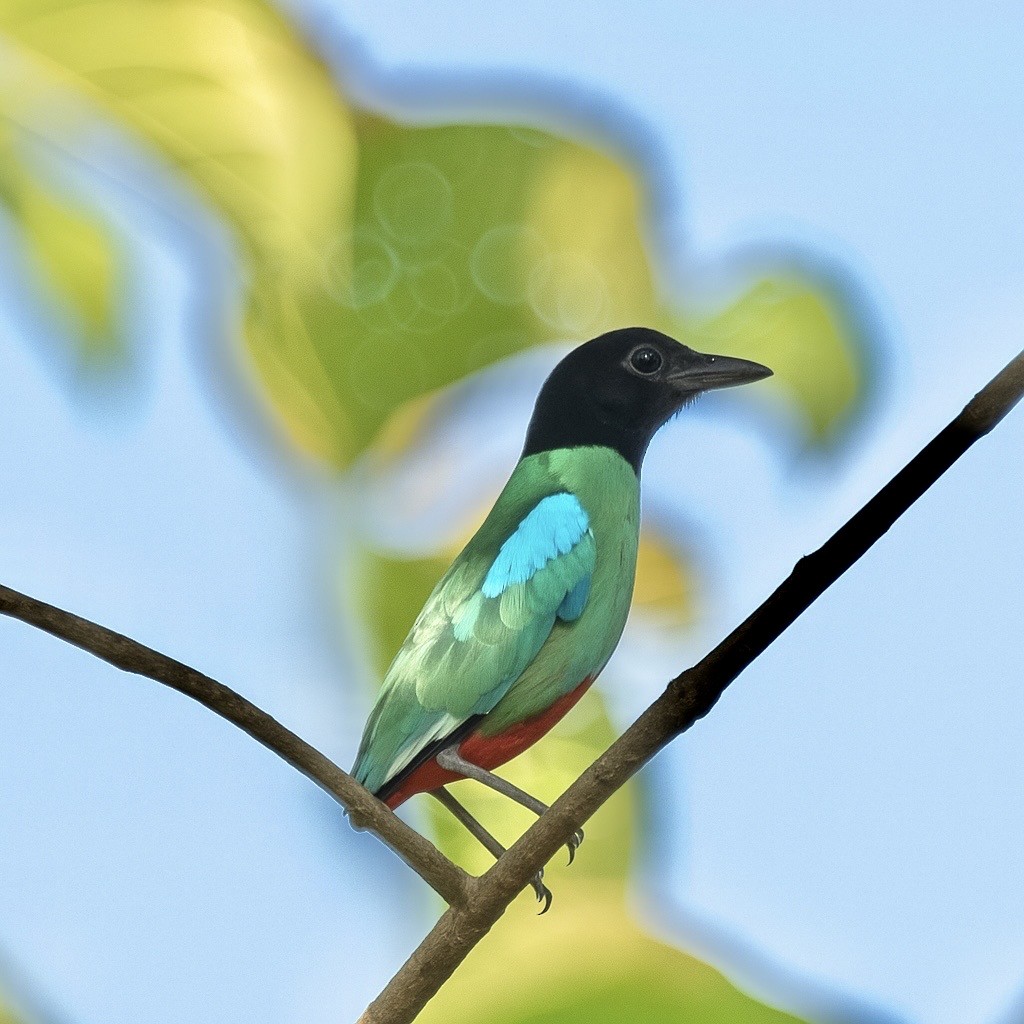Western Hooded Pitta - ML642277652