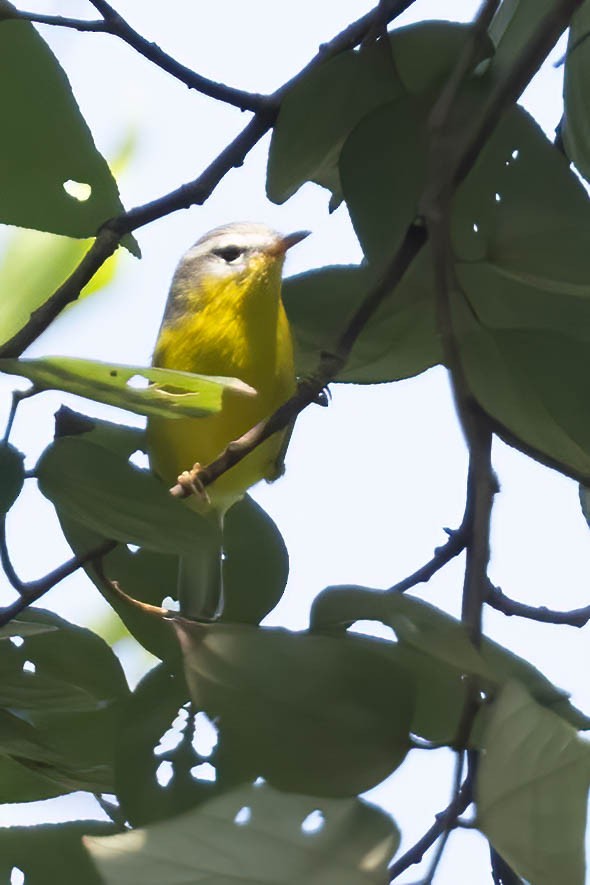 Gray-hooded Warbler - ML642277653