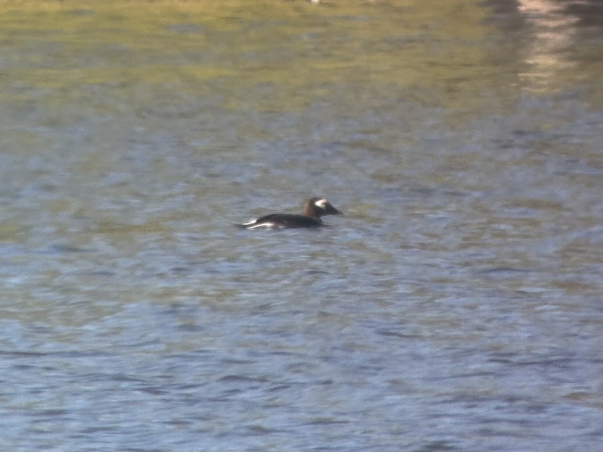 Long-tailed Duck - ML642277655