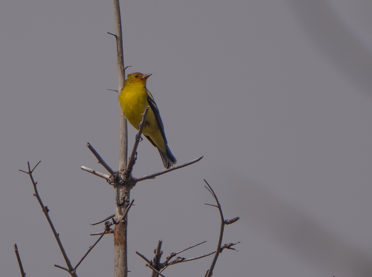 Western Tanager - ML642277686