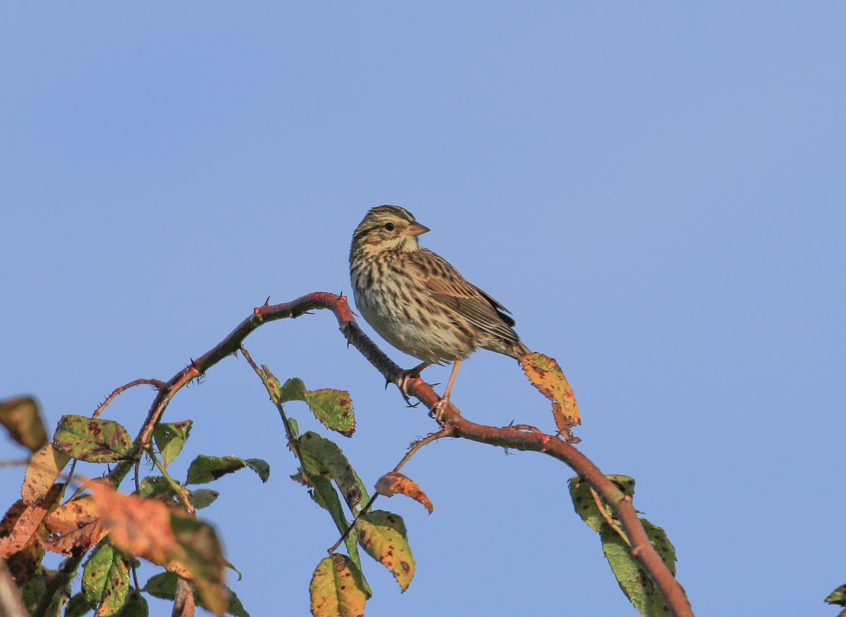Savannah Sparrow - ML642277687