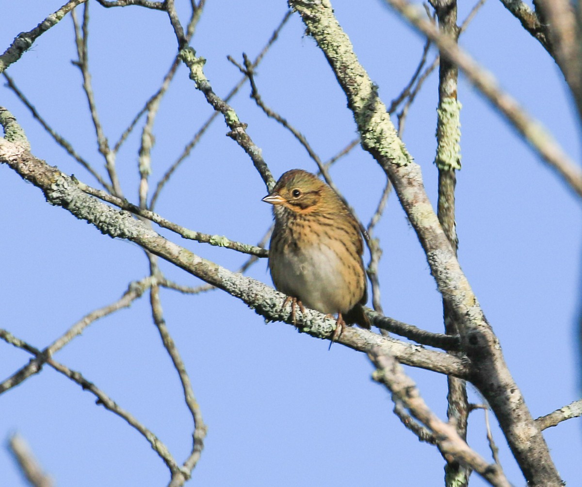 Lincoln's Sparrow - ML642277716