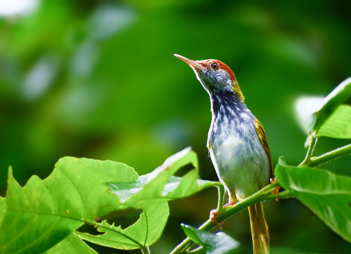 Dark-necked Tailorbird - ML642277727