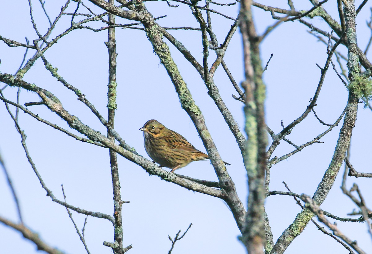 Lincoln's Sparrow - ML642277736