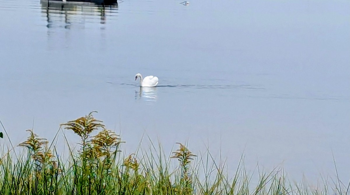 Mute Swan - ML642277763