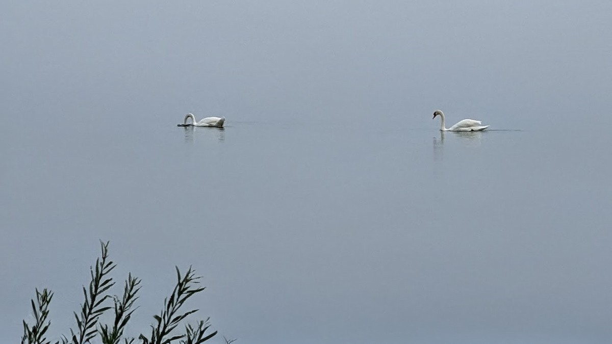 Mute Swan - ML642277764