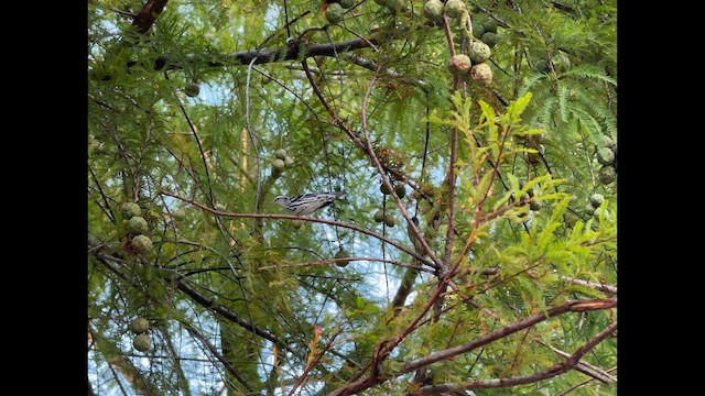 Black-and-white Warbler - ML642277788