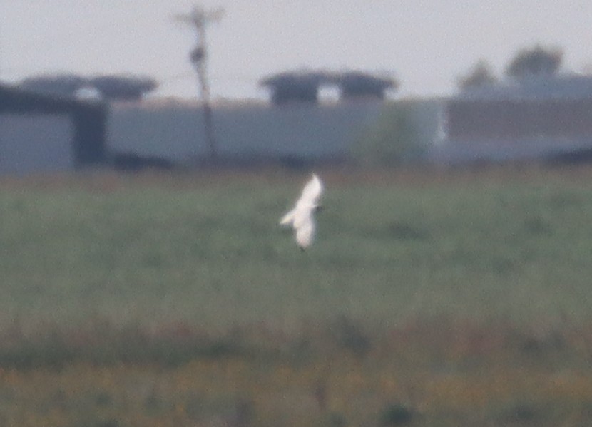 Black-headed Gull - ML642277790