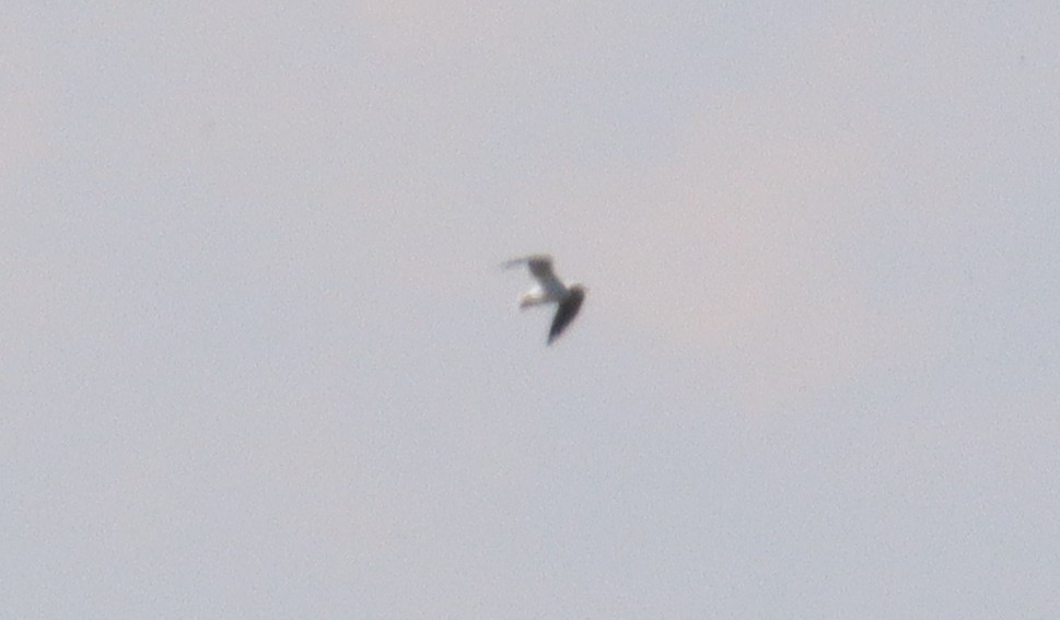 Black-headed Gull - ML642277791