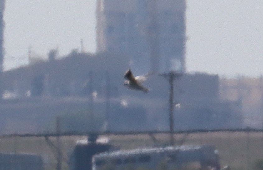 Black-headed Gull - ML642277793