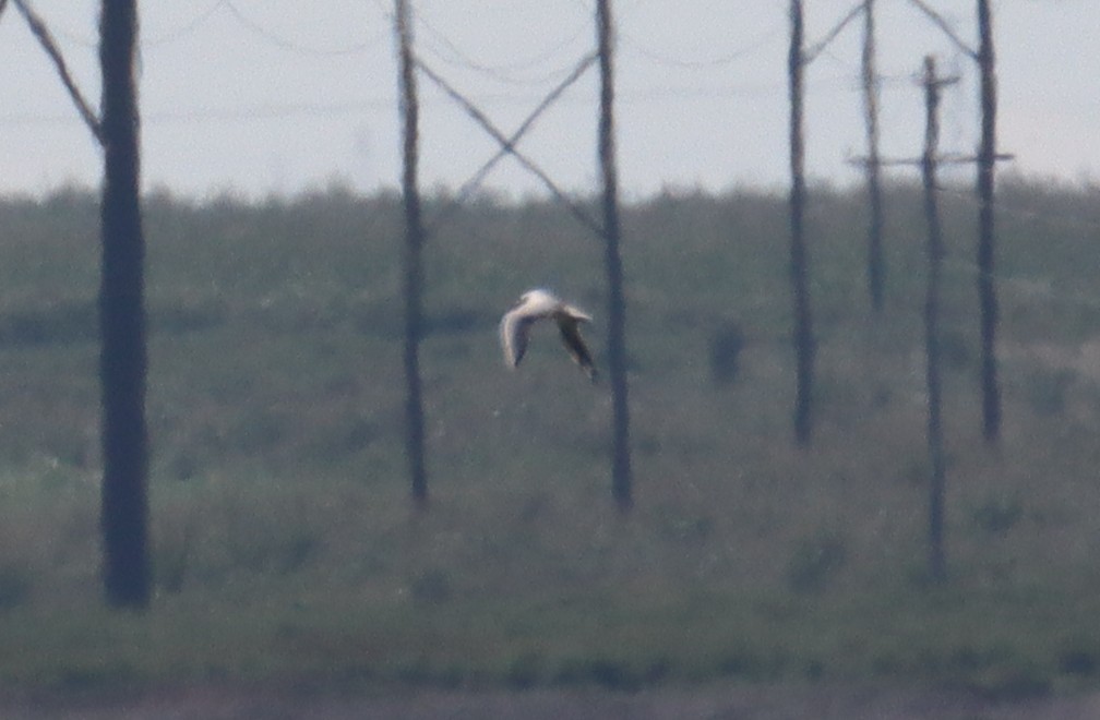 Black-headed Gull - ML642277794